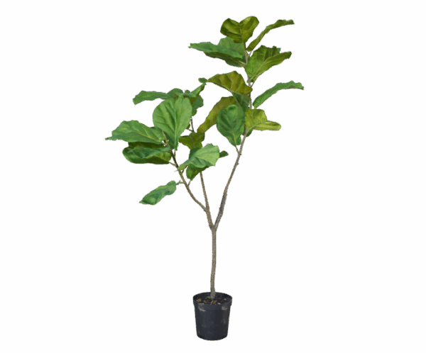Ficus 151 cm - Afbeelding 2
