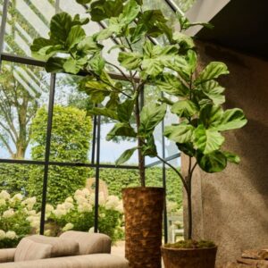 Ficus 151 cm