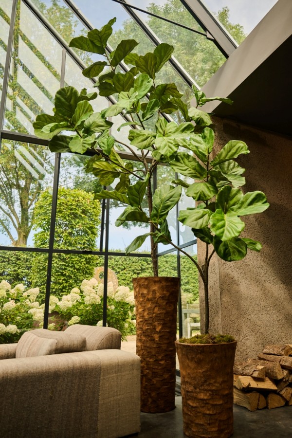Ficus 151 cm